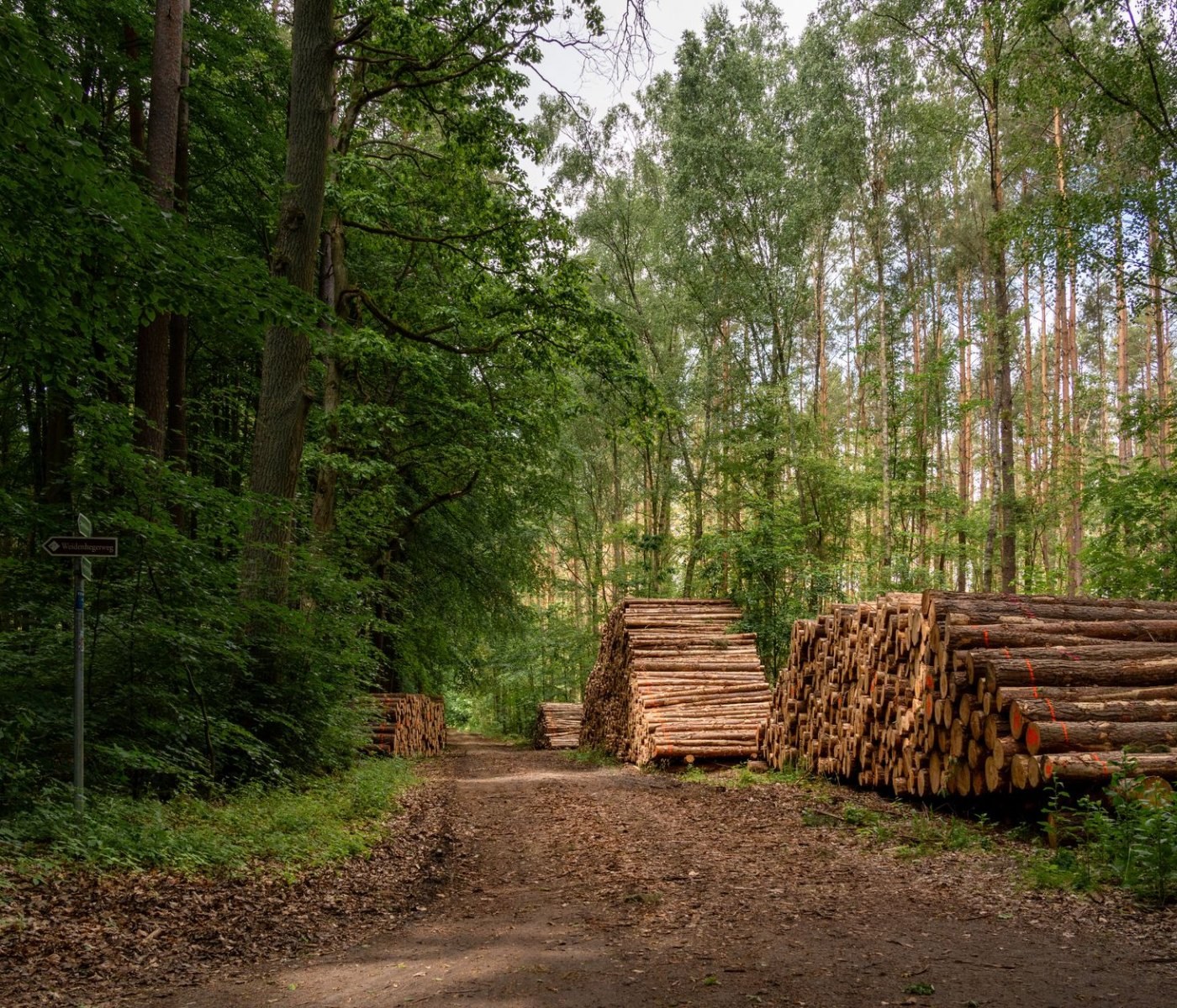 Bannwald barrierefrei: Wege für alle anlegen 1 Bannwald barrierefrei: Wege für alle anlegen