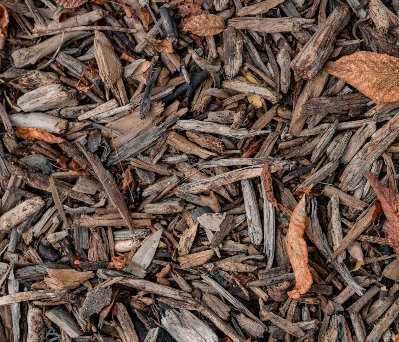 Bodengesundheit im Waldgarten fördern: der Leitfaden 1 Bodengesundheit im Waldgarten fördern: der Leitfaden