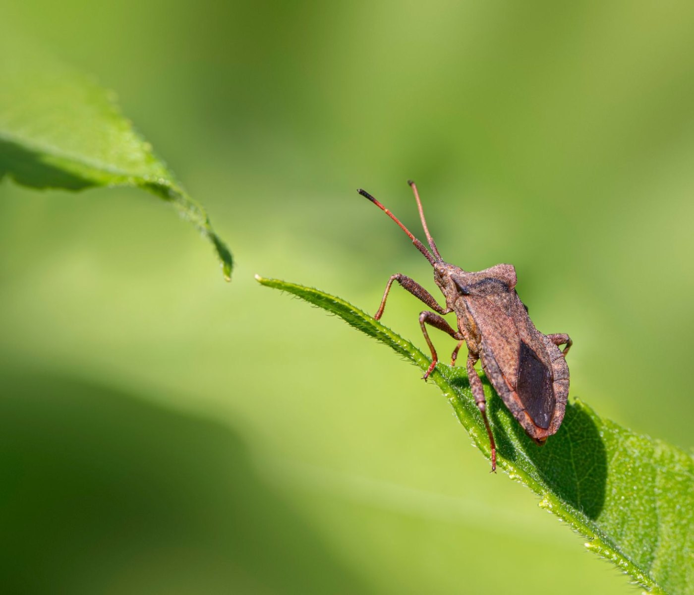 Natürliche Schädlingsbekämpfung im Bio-Garten 1 Natürliche Schädlingsbekämpfung im Bio-Garten
