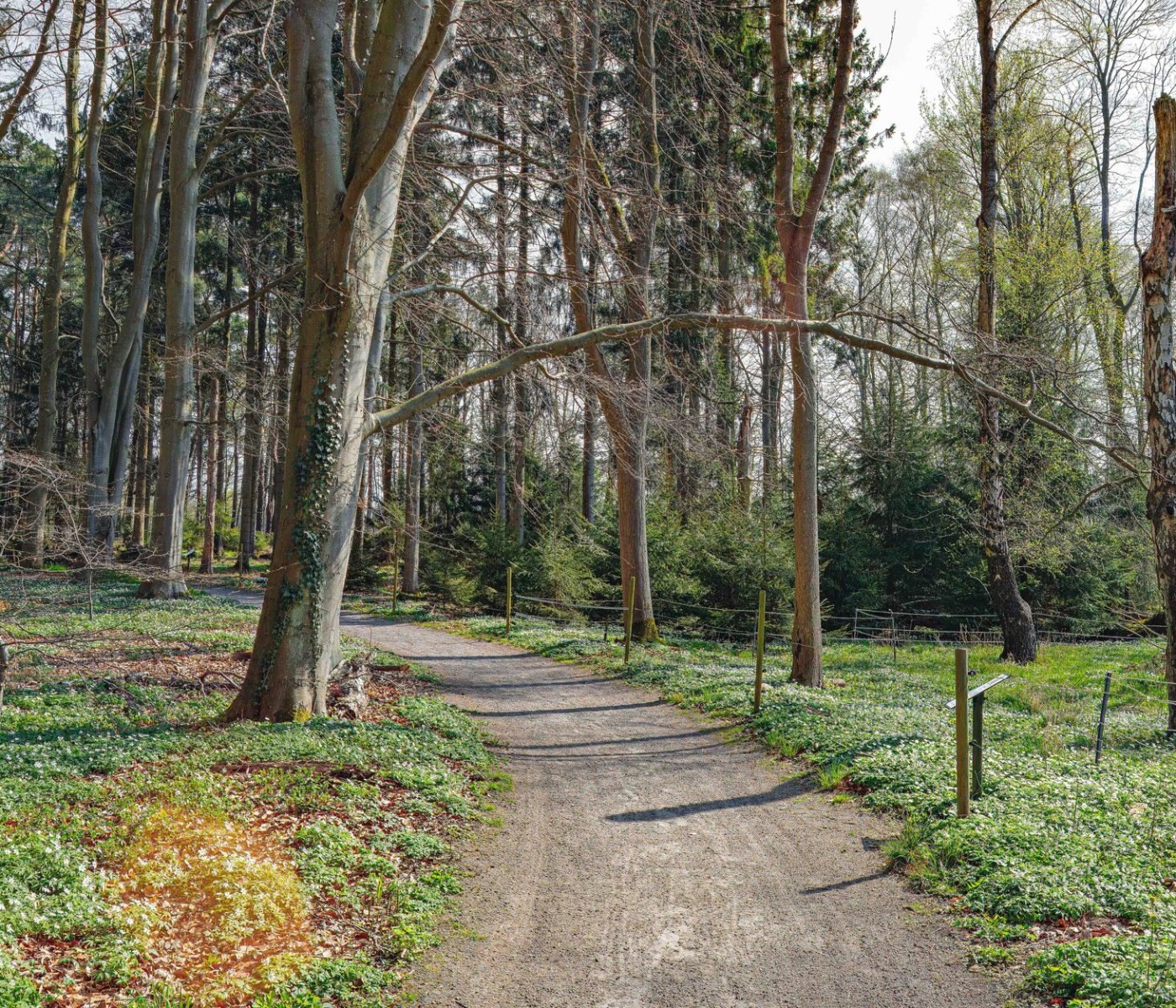 Barrierefreier Waldweg aus Natursteinplatten anlegen 1 Barrierefreier Waldweg aus Natursteinplatten anlegen