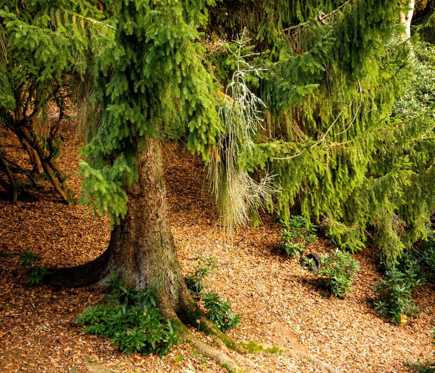 Waldgarten auf verdichtetem Boden anlegen 1 Waldgarten auf verdichtetem Boden anlegen